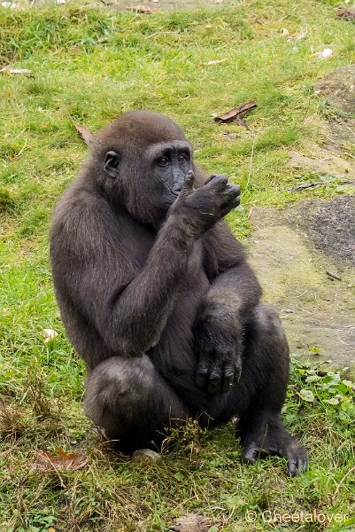 P1250485.JPG - Laagland Gorilla
