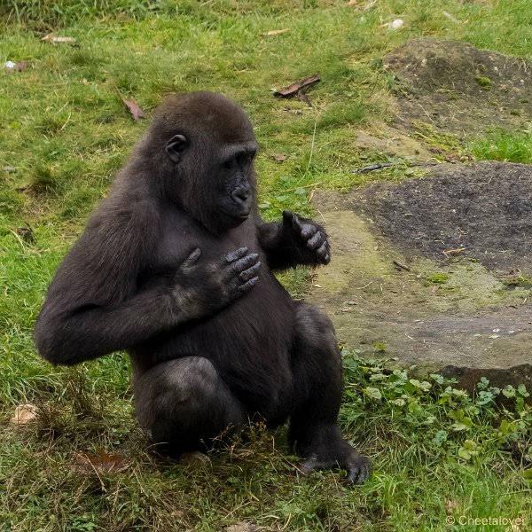 P1250488.JPG - Laagland Gorilla