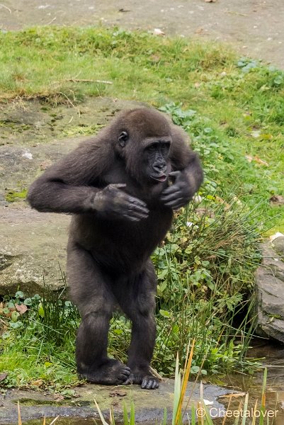 P1250490.JPG - Laagland Gorilla