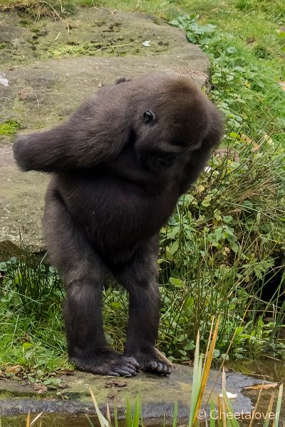 P1250491.JPG - Laagland Gorilla