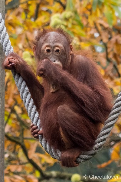 P1250548.JPG - Orang Oetan