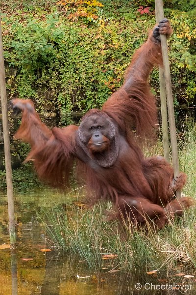 P1250569.JPG - Orang Oetan