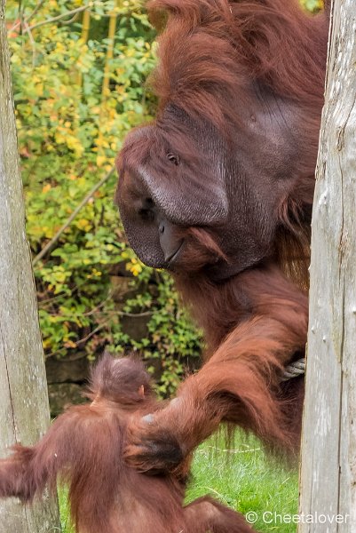P1250575.JPG - Orang Oetan