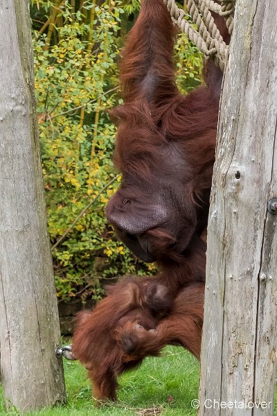 P1250576.JPG - Orang Oetan