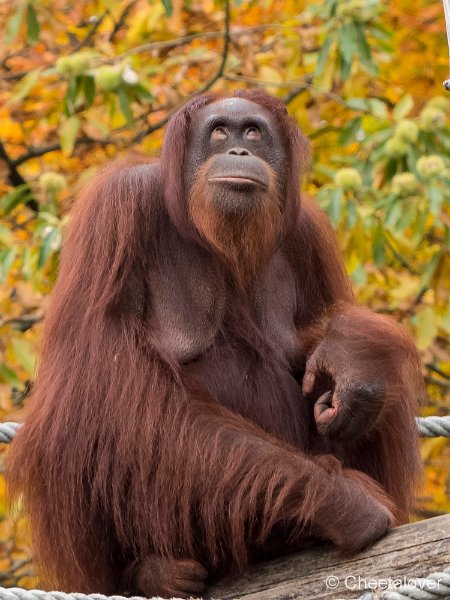 P1250589.JPG - Orang Oetan