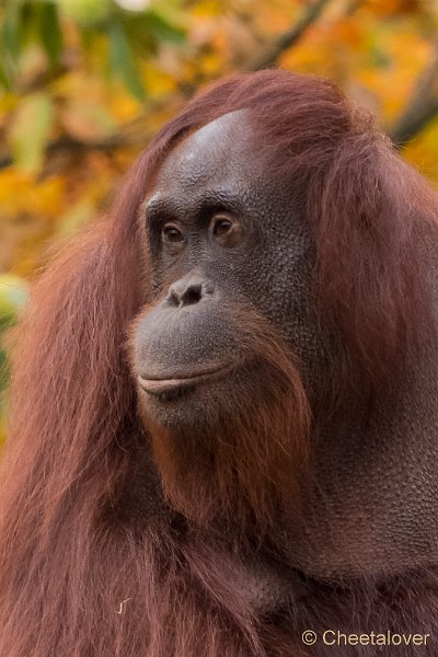 P1250591.JPG - Orang Oetan