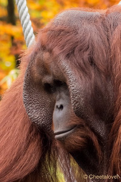 P1250598.JPG - Orang Oetan