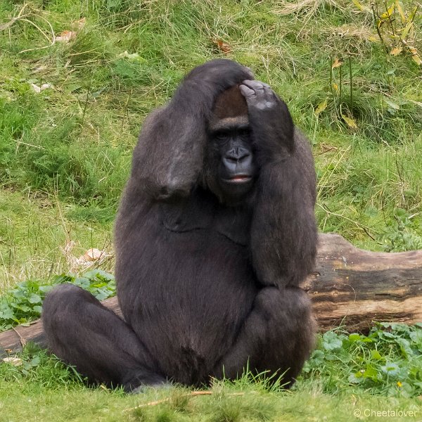 P1250619.JPG - Laagland Gorilla