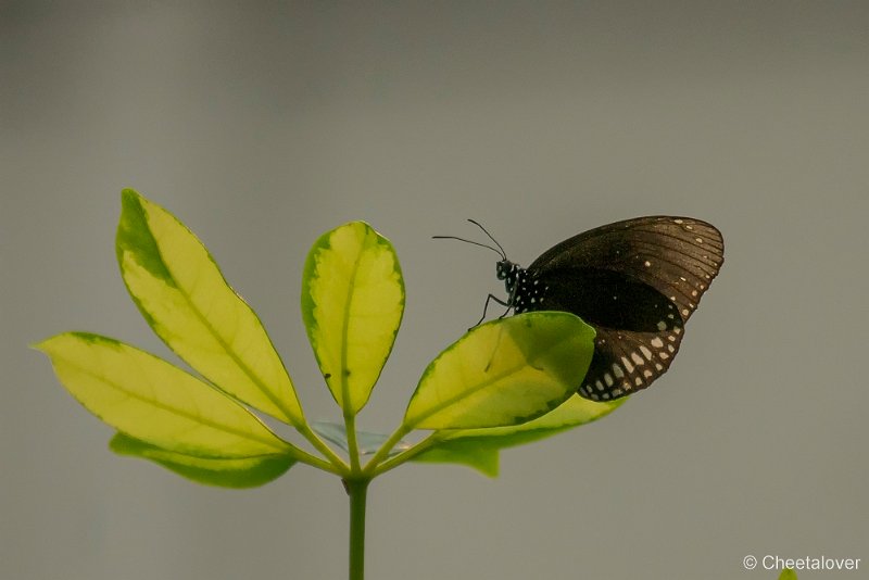 _DSC2164.JPG - Euploea