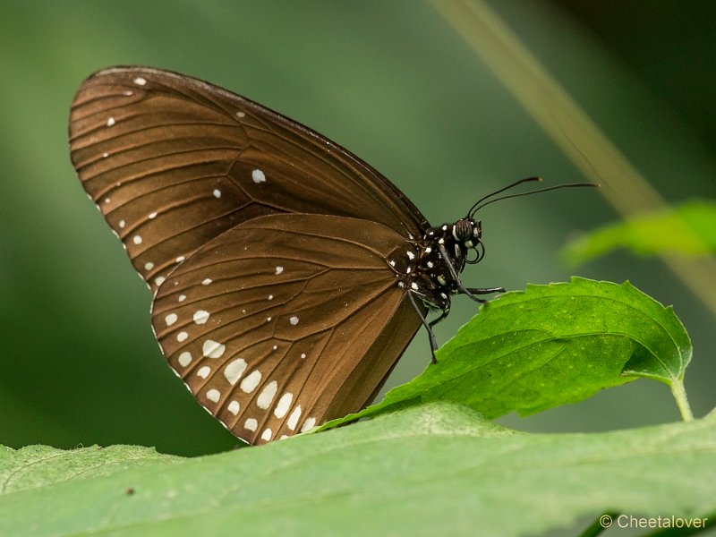 _DSC2180.JPG - Euploea