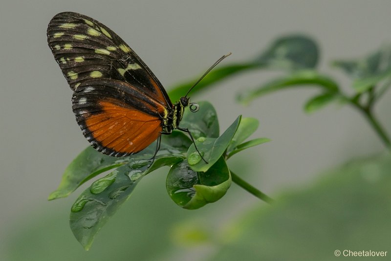 _DSC2191.JPG - Heliconius hecale