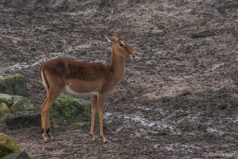 _DSC2213.JPG - Impala
