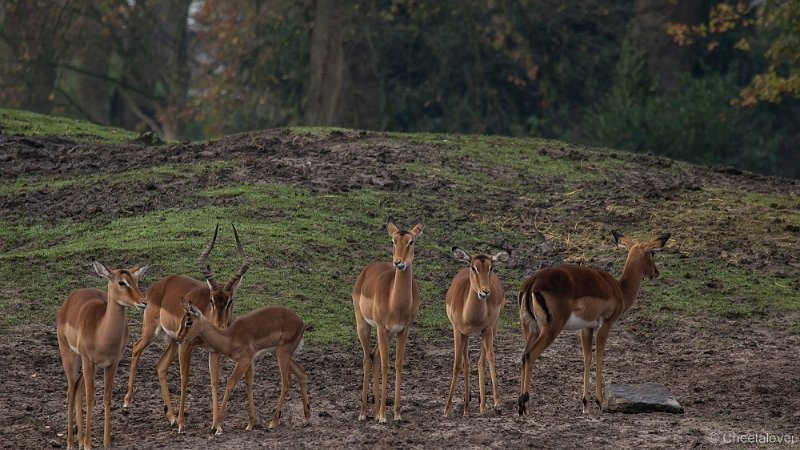 _DSC2220.JPG - Impala