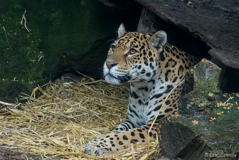 _DSC2254.JPG - Jaguar