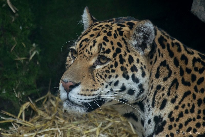 _DSC2258.JPG - Jaguar