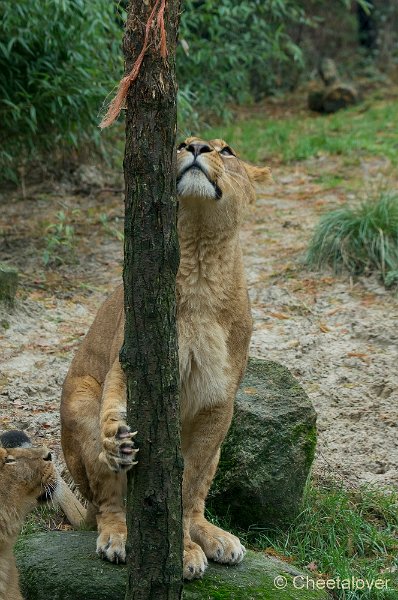 _DSC2262.JPG - Afrikaanse Leeuw