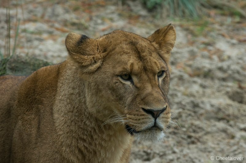 _DSC2271.JPG - Afrikaanse Leeuw