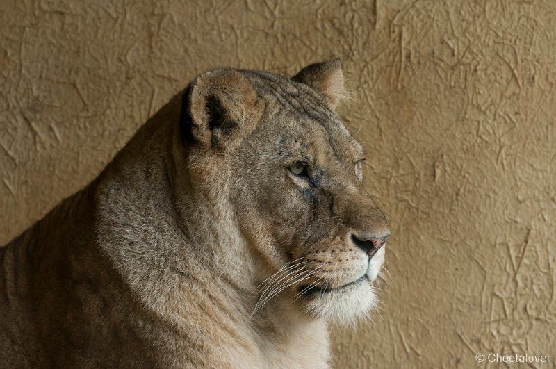 _DSC2273.JPG - Afrikaanse Leeuw