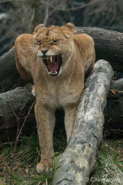 _DSC2306.JPG - Afrikaanse Leeuw