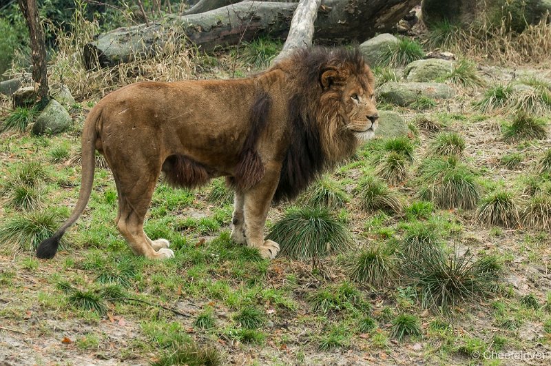 _DSC2316.JPG - Afrikaanse Leeuw