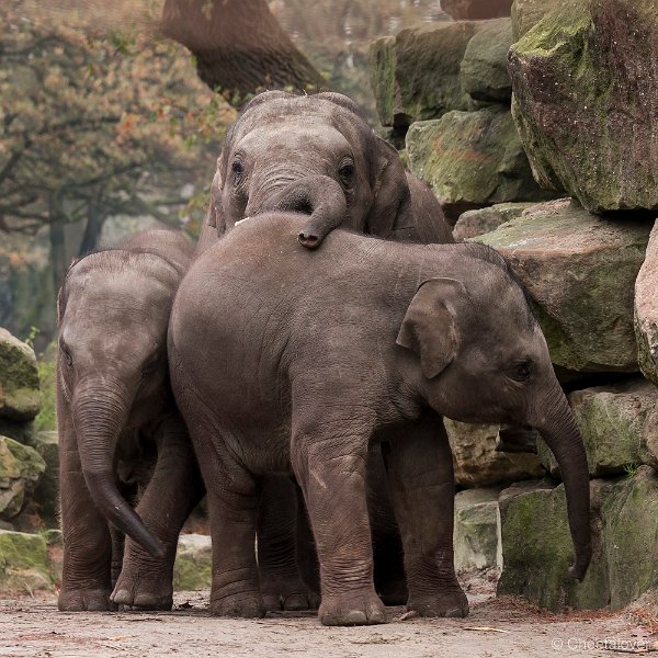 _DSC2323.JPG - Aziatische Olifant