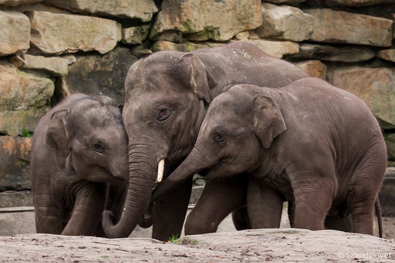 _DSC2335.JPG - Aziatische Olifant