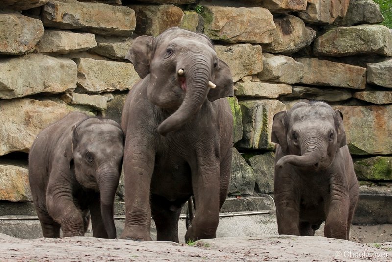_DSC2341.JPG - Aziatische Olifant