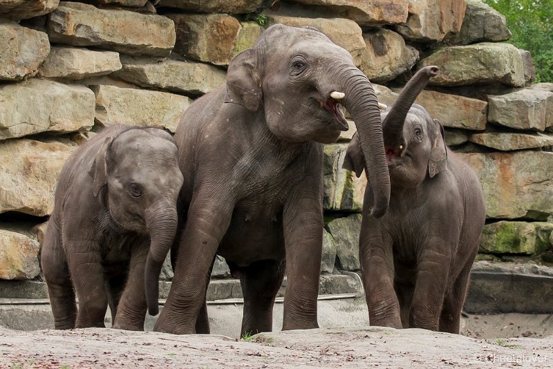_DSC2342.JPG - Aziatische Olifant