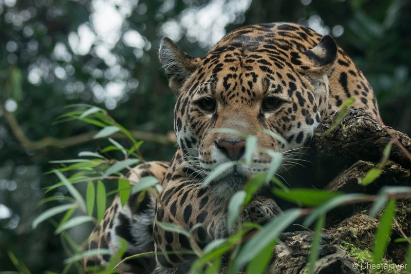 _DSC2428.JPG - Jaguar