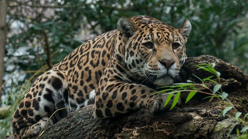_DSC2435.JPG - Jaguar