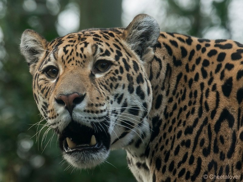 _DSC2448.JPG - Jaguar