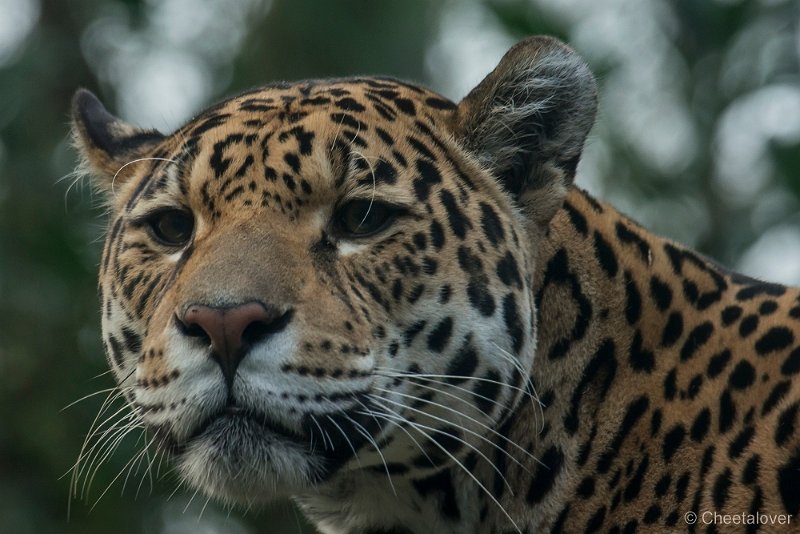 _DSC2450.JPG - Jaguar