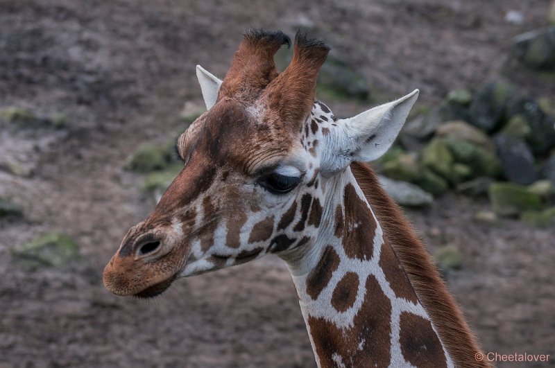 _DSC2492.JPG - Giraffe