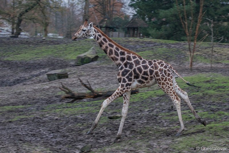 _DSC2507.JPG - Giraffe