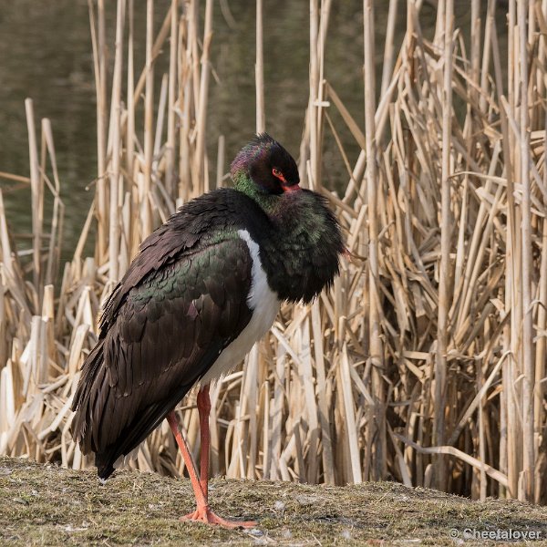 _DSC0465.JPG - Zwarte Ooievaar