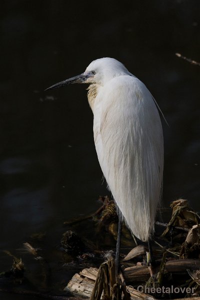 _DSC0472.JPG - Zilverreiger