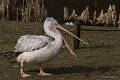 _DSC0450