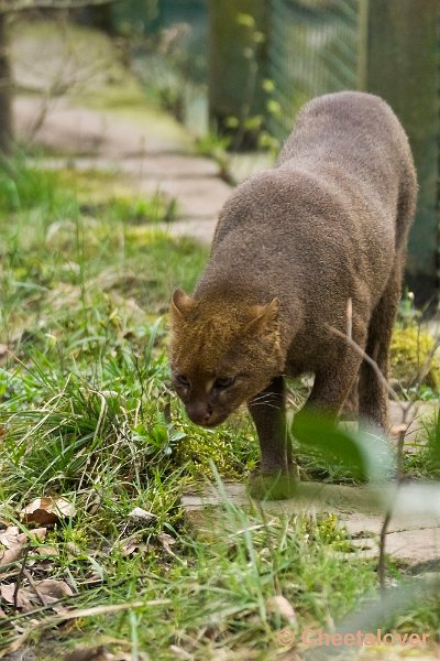 _DSC0085.JPG - Jaguarundi