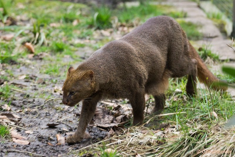 _DSC0089.JPG - Jaguarundi