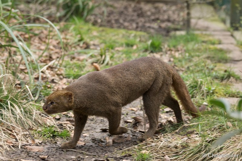 _DSC0112.JPG - Jaguarundi