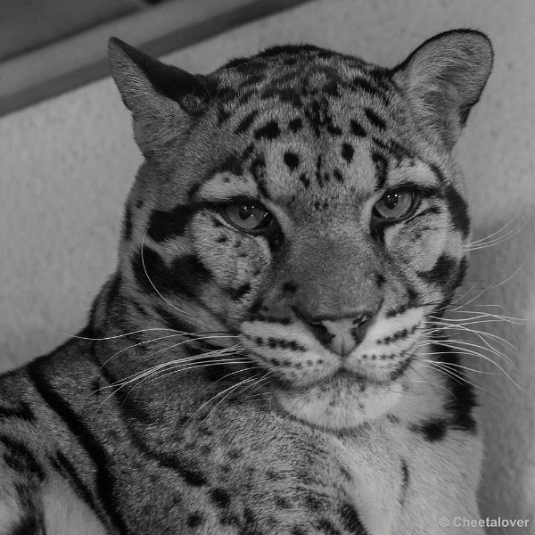 _DSC0149.JPG - Nevelpanter