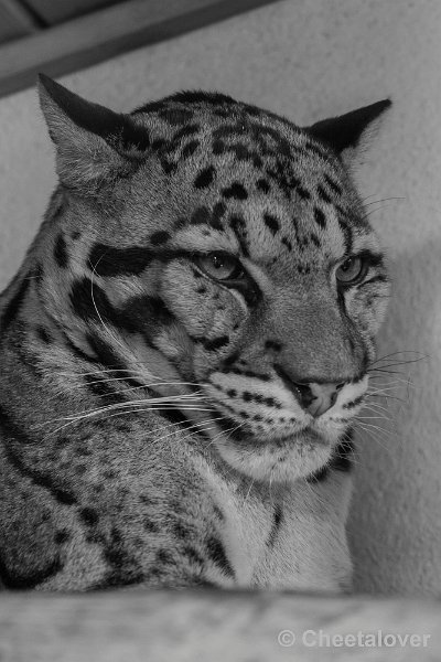 _DSC0156.JPG - Nevelpanter