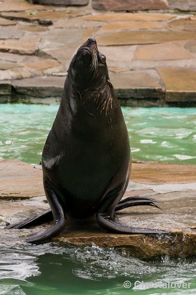 _DSC0287.JPG - Californische Zeeleeuw