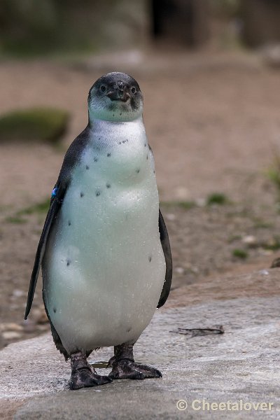 _DSC0339.JPG - Pinguïn