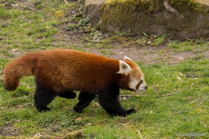 _DSC0444.JPG - Rode Panda