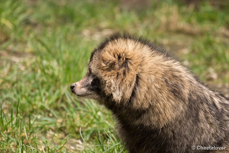 _DSC0048.JPG - Wasbeerhond
