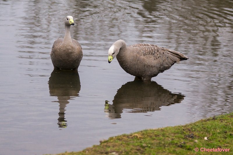 _DSC0052.JPG - Hoendergans