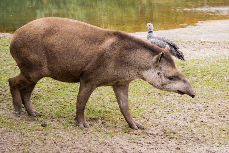 _DSC0078.JPG - Zuid Amerikaanse Tapir