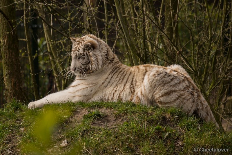 _DSC0168.JPG - Witte Tijger