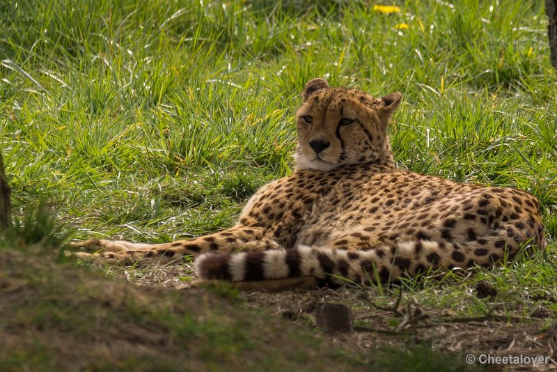 _DSC0197.JPG - Cheeta